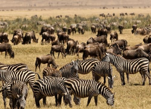 7-Day Amboseli, Naivasha, Hells Gate, Nakuru, Masa Mara