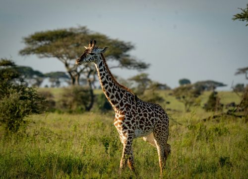 5 Days Wildlife Safari- Lake Nakuru National Park & Masai Mara