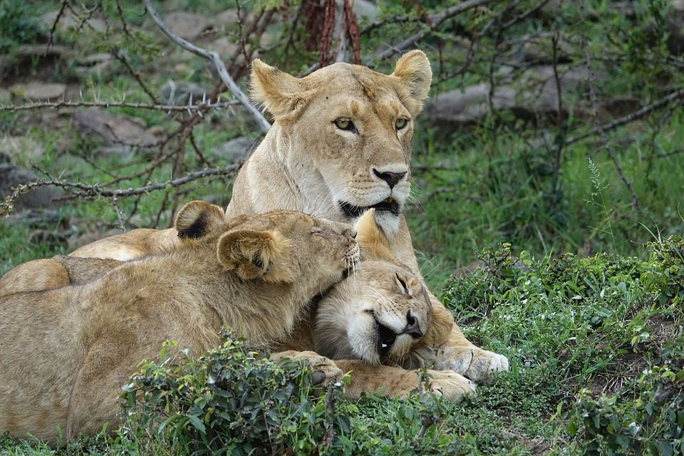 lions-kenya